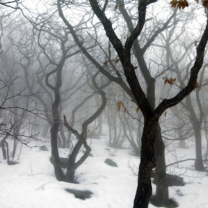 Dreamy Winter Scenery