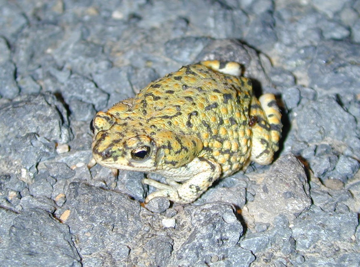 Western green toad
