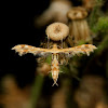 The Geranium Plume Moth