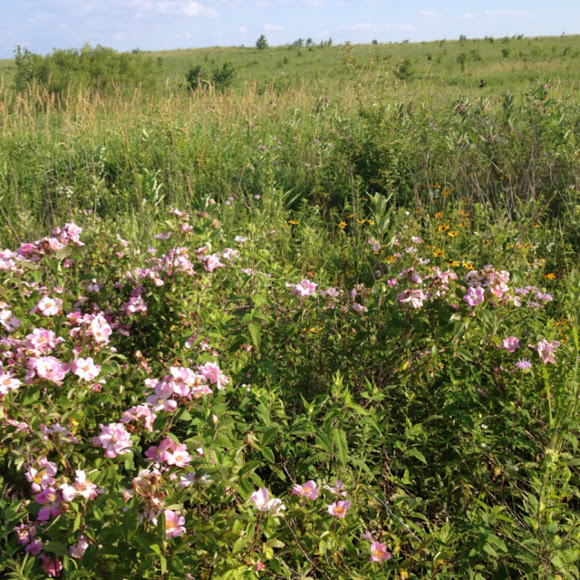 Wild Rose Project Noah