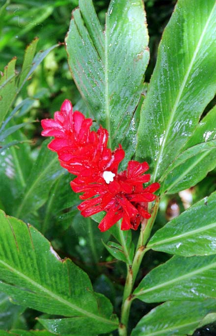 Red Plume Ginger