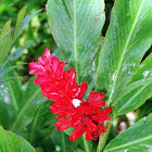 Red Plume Ginger