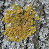 Common orange lichen / Žuti lišaj