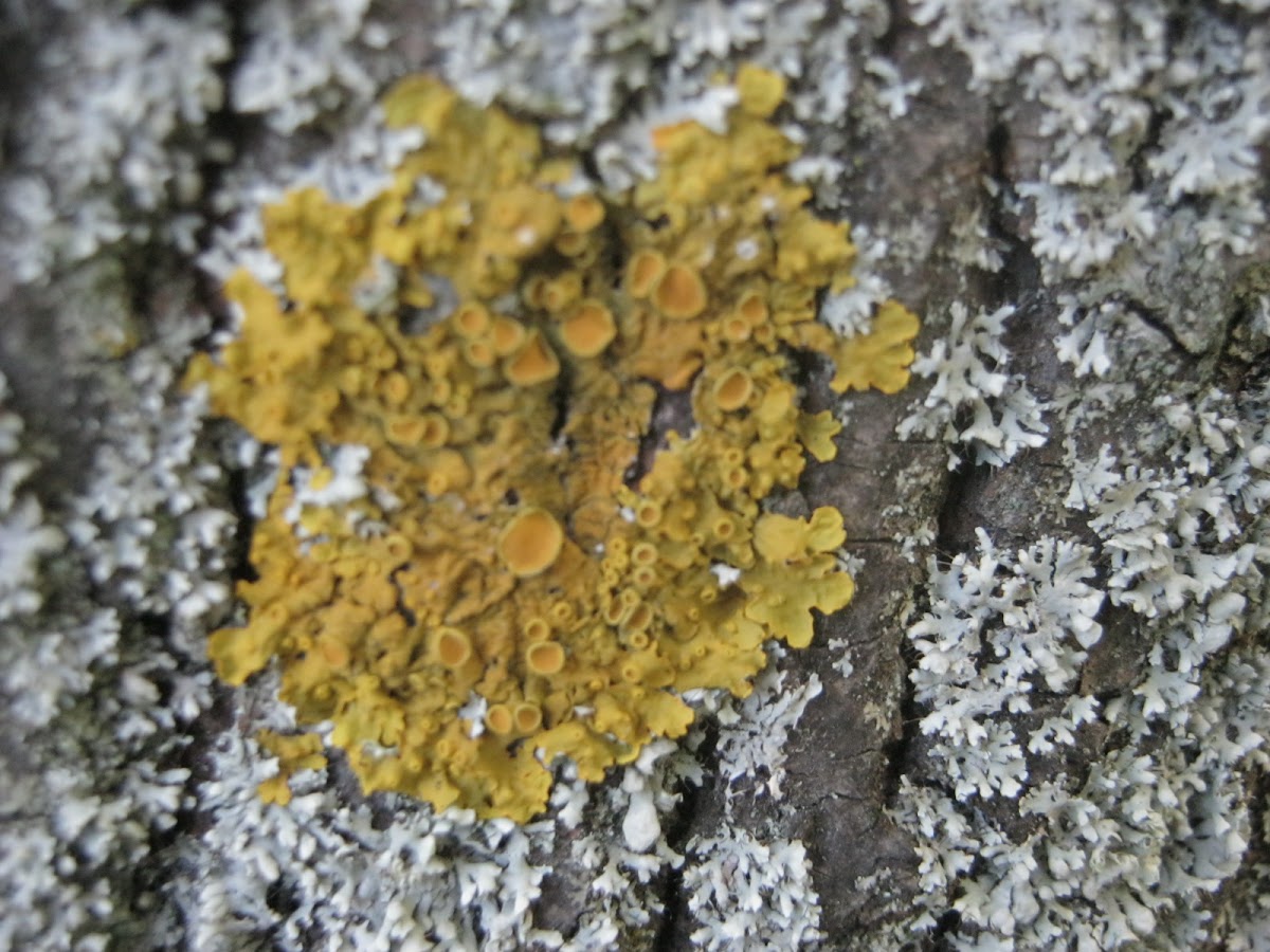 Common orange lichen / Žuti lišaj