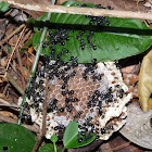 Flathead Ant - Hormiga
