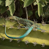 Aruba Whiptail Lizard