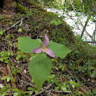 Trillium