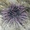 Burrowing urchin