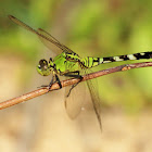 Eastern pondhawk dragonfly