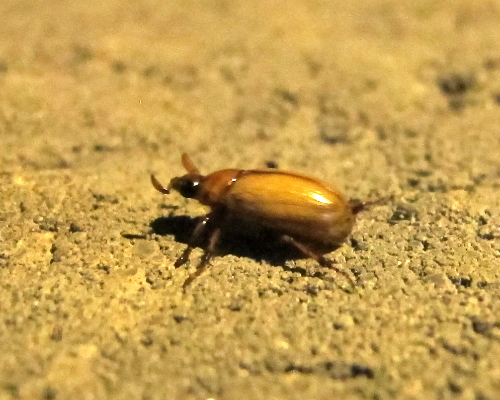 Southern Masked Chafer