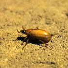 Southern Masked Chafer
