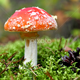 Amanita in the forest by Eugenija Seinauskiene -  