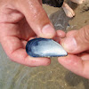 Blue Mussel