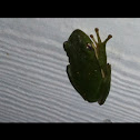 American Green Tree Frog