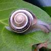 some snail