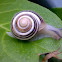 some snail