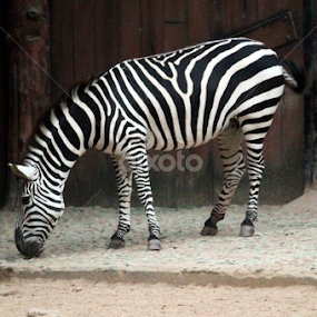 Zebra - The Stripped Pony by Suvajit Malik - Animals Other Mammals