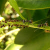 Ants & aphids