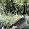 Canada goose and gosling