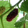 Red mulberry