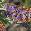 Pursh leadplant or Prairie shoestring