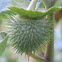 Sacred Datura seedpod