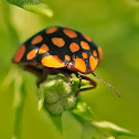Ladybird Bug