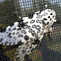 Giant Leopard Moth