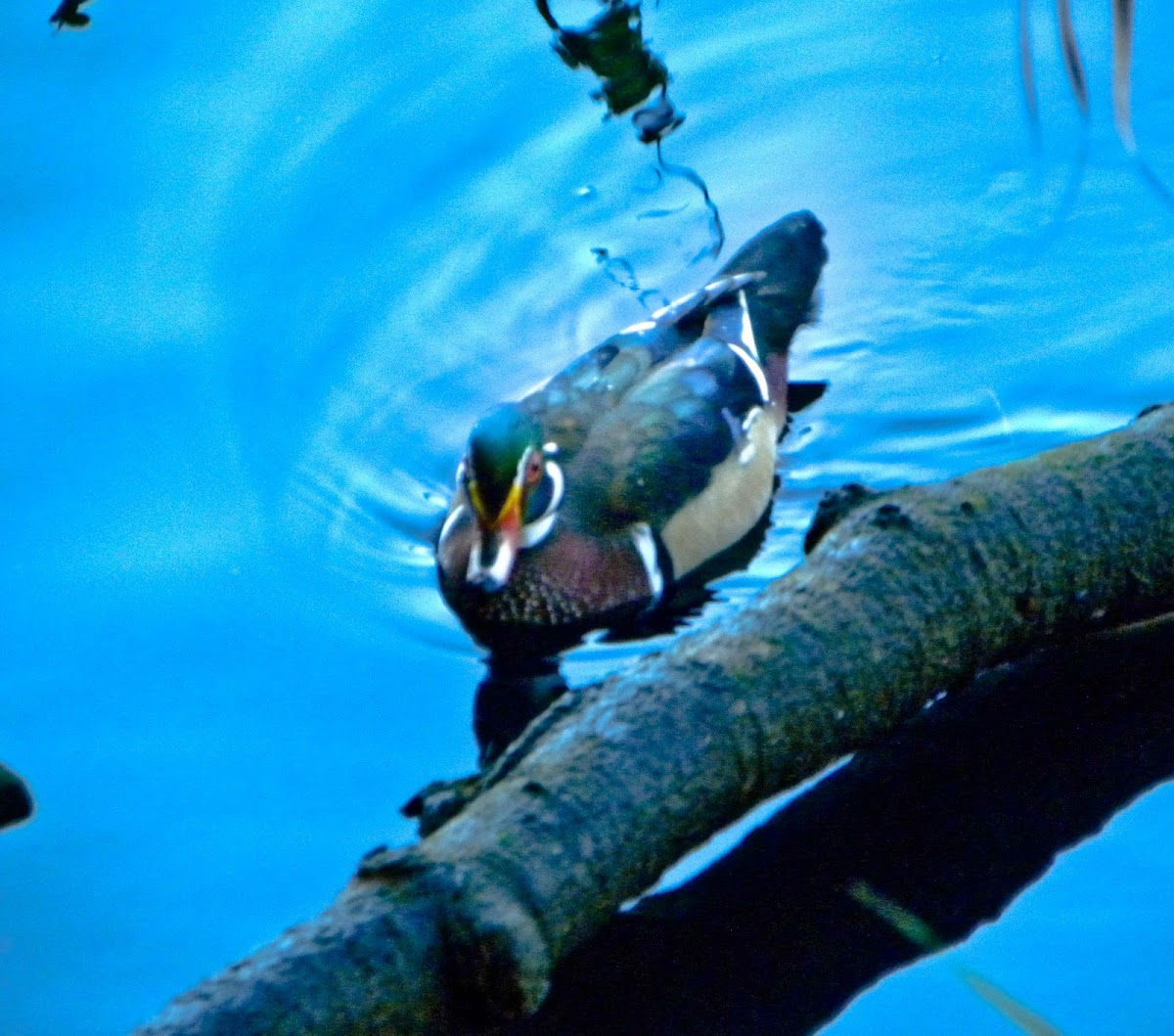 Wood Duck