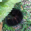 Giant Leopard Moth caterpillar