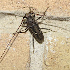 Longhorned beetle (male)