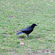 Carrion Crow