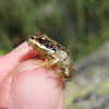 european common frog; rana bermeja