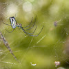 Orchard spider