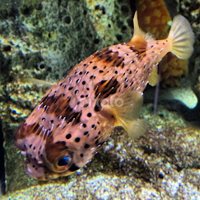 My favorite fish, a puffer. It has personality and if scared, it will inflate itself to look like a porcupine ball.~ Brygida by Bridget Wegrzyn - Animals Fish