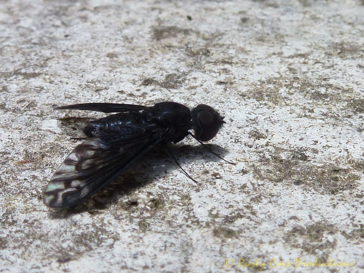 Balaana Beefly I