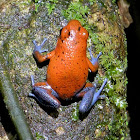 Blue-jeans or Strawberry Poison Dart Frog