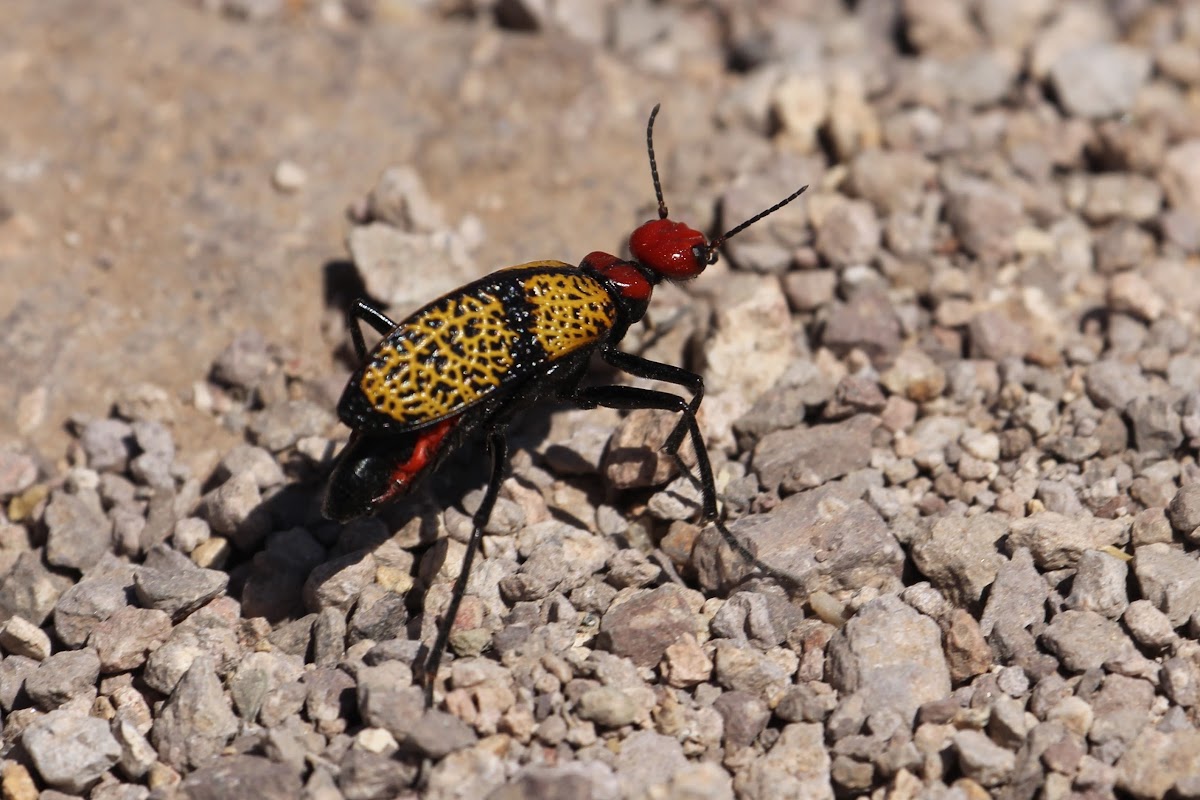 Iron Cross Blister Beetle