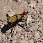 Iron Cross Blister Beetle