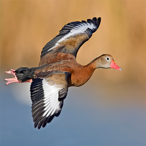 Duck Call 1.1