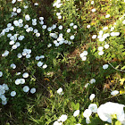 Morning glory/moon flower