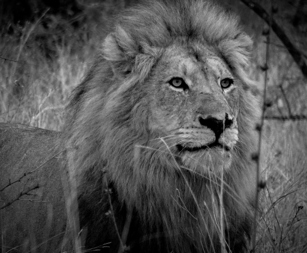 South African Lion