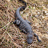 American Alligator