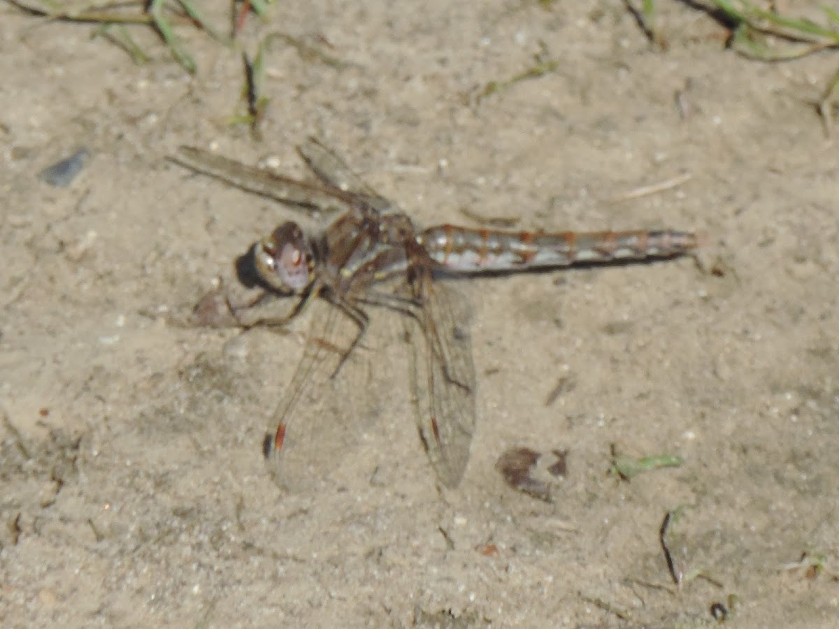 Variegated Meadowhawk Dragonfly