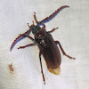 Prionus Beetle