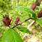 Carolina Allspice