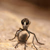 Mosca asesina (Robber Fly)