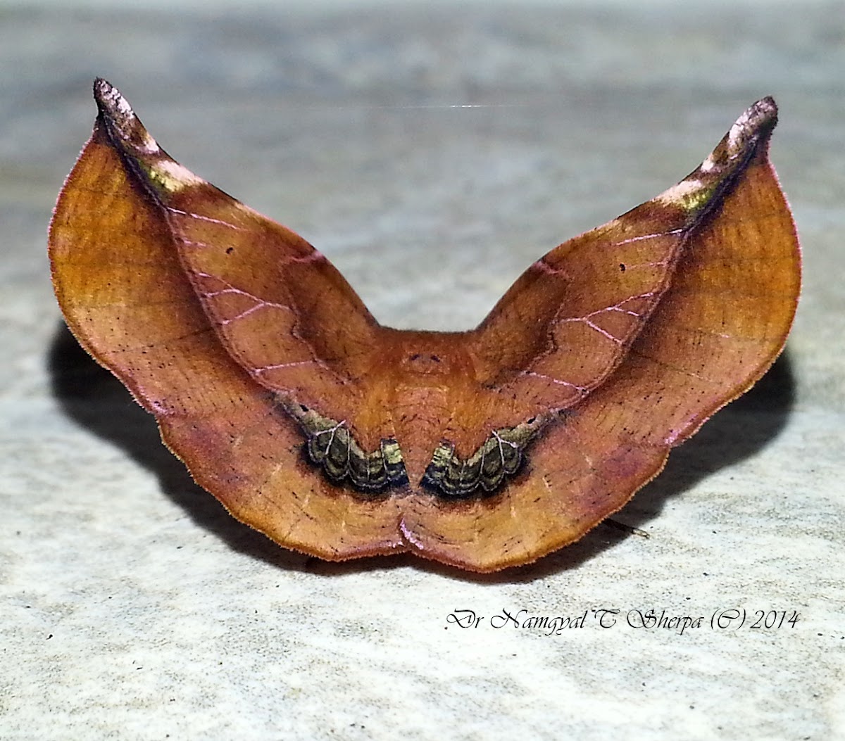 Geometrid Moth