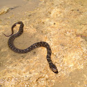 Diamondback water snake