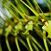 Brassia sp